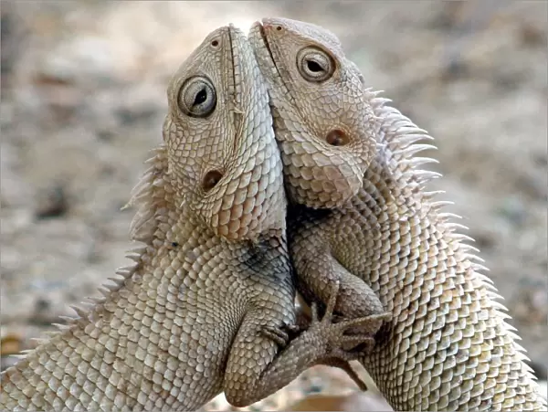 A pair of chameleons fight inside a park in Ahmedabad