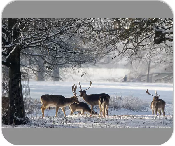 Deer stand in the snow at Dunham Massey park in Cheshire
