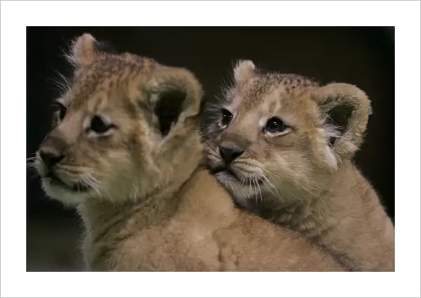 Lion cubs sit next to each other at Maruyama Zoo in Sapporo