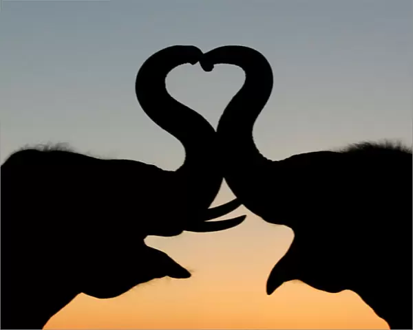 Thai elephants form a heart shape with trunks in Ayutthaya