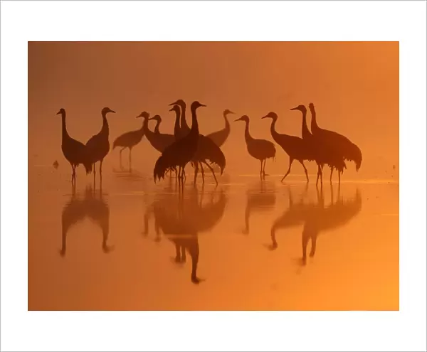 A group of Common Cranes gather in dawn light on their night-roost on a lake in the