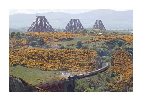 The Forth Bridge dominates the background as the Flying Scotsman steam train travels