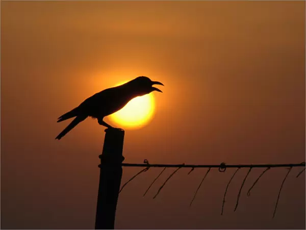 A crow is silhouetted against the rising sun in Chennai