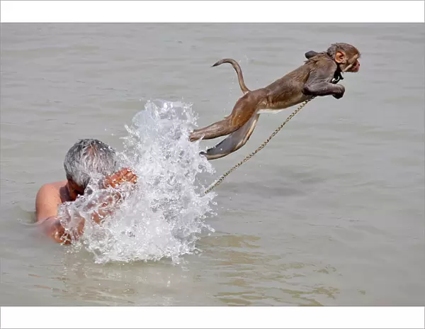 Pet monkey, Ramu jumps as his handler bathes in the waters of the Ganges River in Kolkata