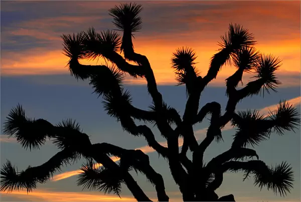 The sun rises over a Joshua tree in Joshua Tree National Park in California