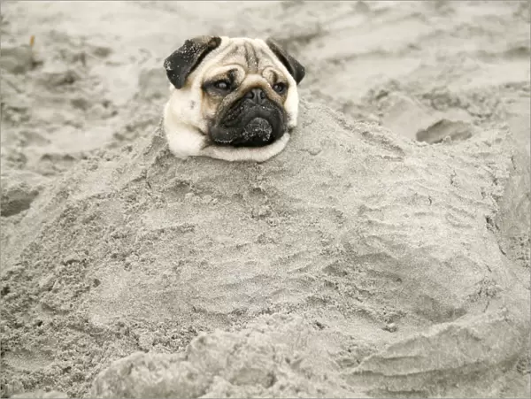 A two-year-old Pug dog is partially buried in the sand on a beach by some children