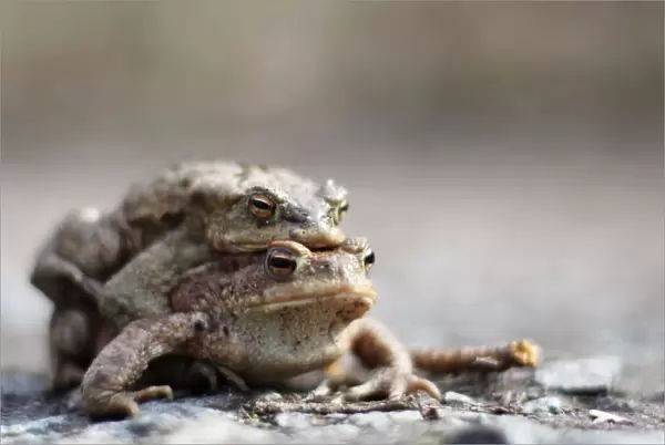 Two toads are on their way to a lake in a forest near Darmstadt