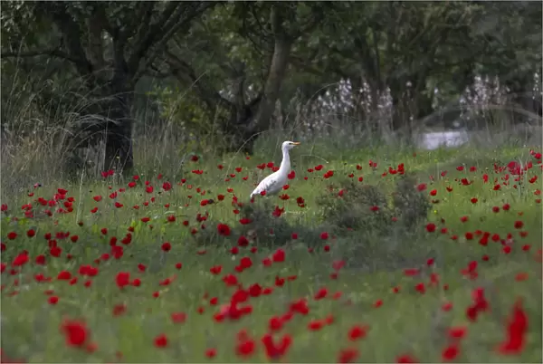 An egret stands amongst anemone flowers in Ben-Shemen forest, near the Israeli town