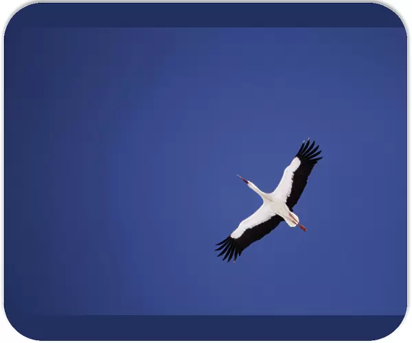 A white stork flies over the snow covered marsh Elnya