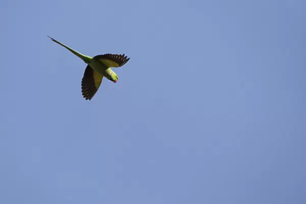 A Rose-ringed Parrot is seen as it flies over the Bungmati Village near Kathmandu