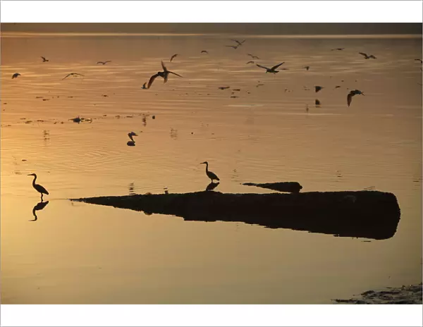 Seagulls gather along Karachis China Creek
