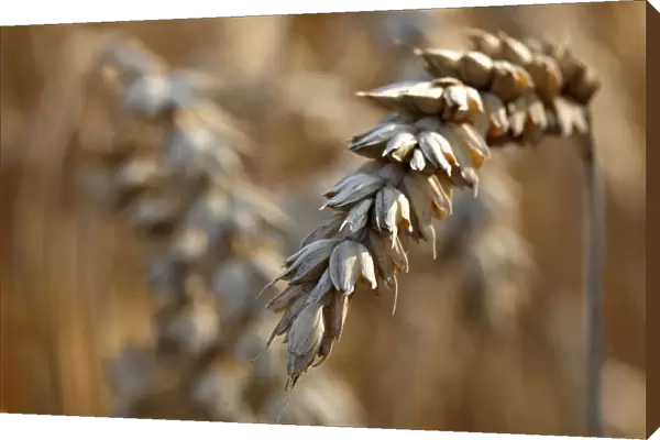 Winter wheat is pictured at field in Koesching near Ingolstadt