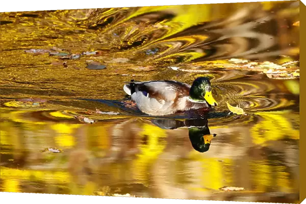 A duck swims at Tiergarten park in Berlin