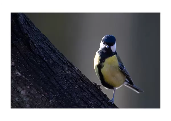 Great tit sits on a tree on the outskirts of Minsk