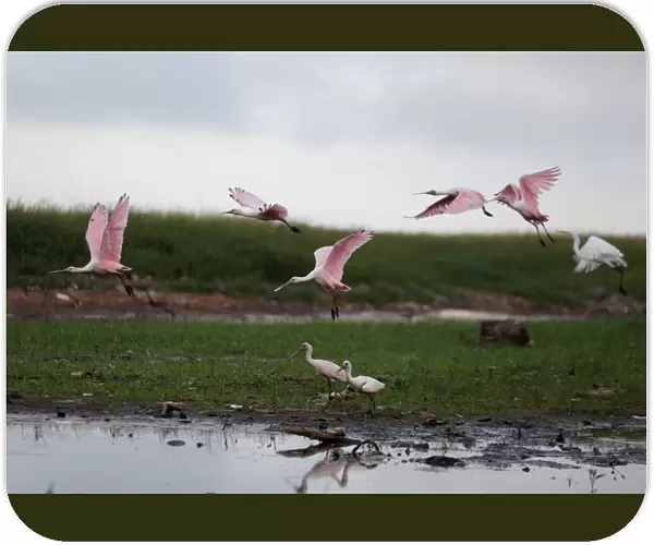 Roseate Spoonbills are seen on the shores of the Paraguay River, in Ita Enramada