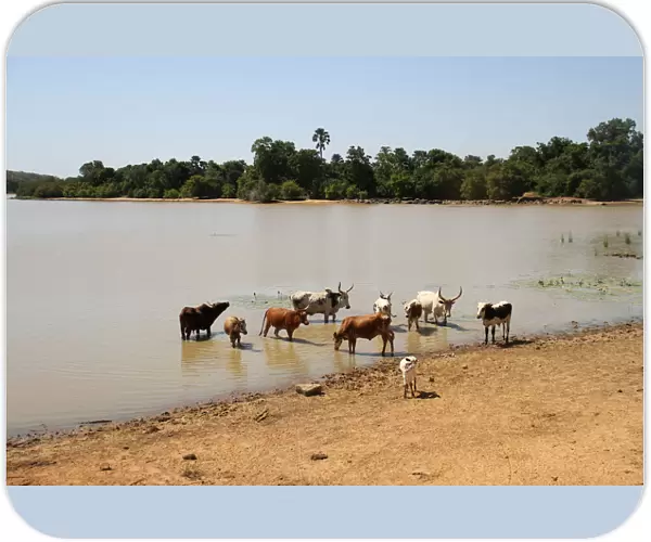 Cattle drink water from Lake Wegnia, in Sahel region of Koulikoro
