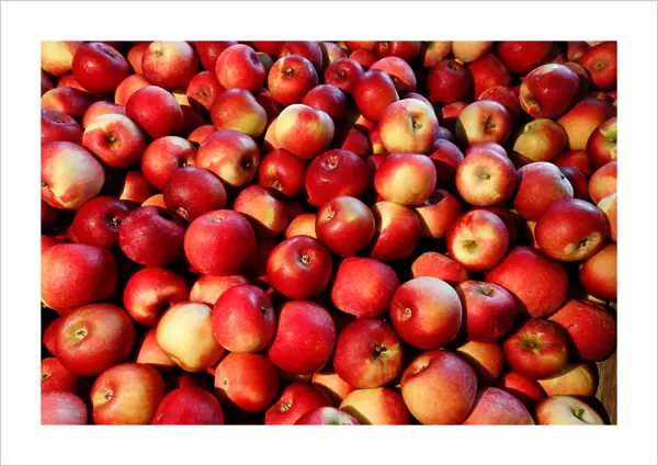 Apples are seen at Partizanskoye plant in Minsk