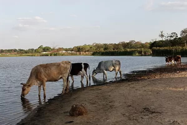 Cattle drink water at the Guapomo dam in San Ignacio de Velasco