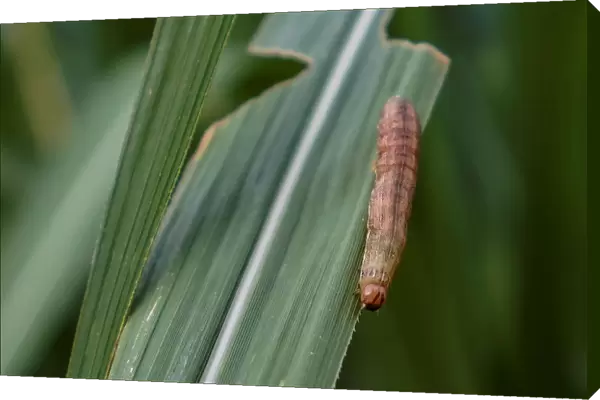 An armyworm, which usually comes out at night, is seen on sugar cane crop around dusk at