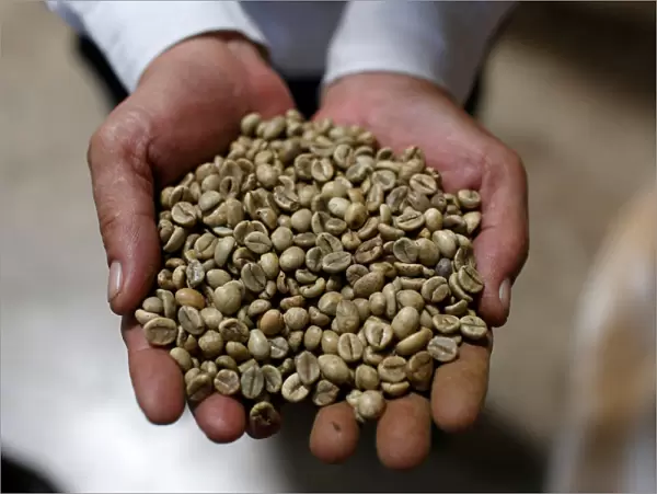 A worker shows coffee beans at coffee company Simexco Dak Lak Limited in the town of Di