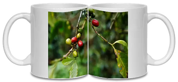 Coffee fruits are seen at a plantation in Pueblorrico