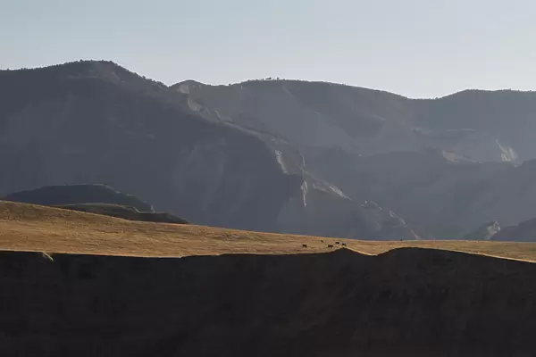 Cattle graze on a mountain plateau outside the town of Mailuu-Suu