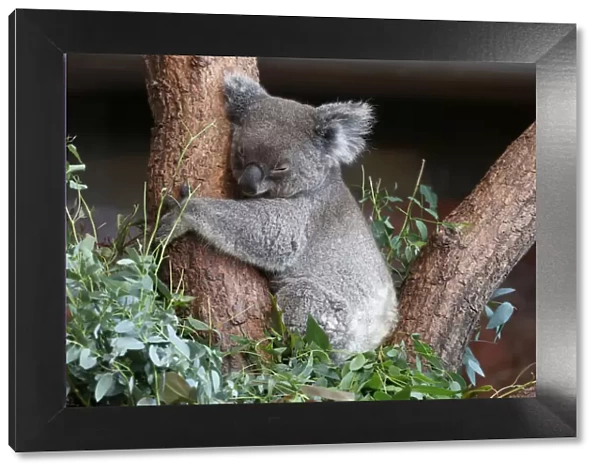 Female koala bear Maisy sleeps as it is shown to the public for the first time at the zoo