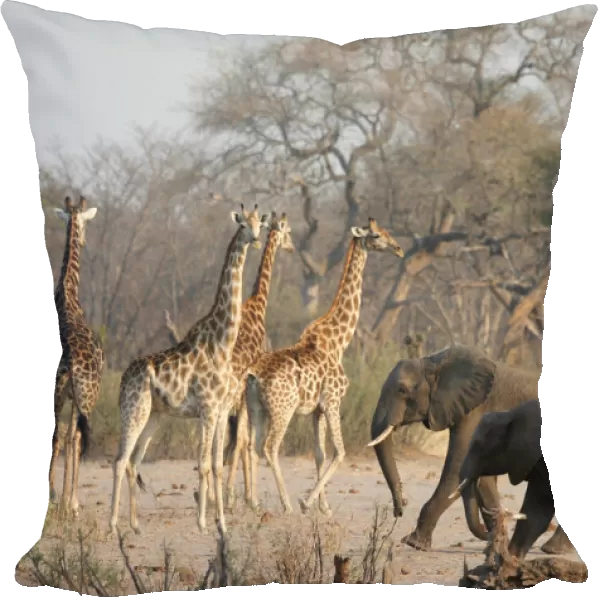 A group of elephants and giraffes walk near a watering hole inside Hwange National Park