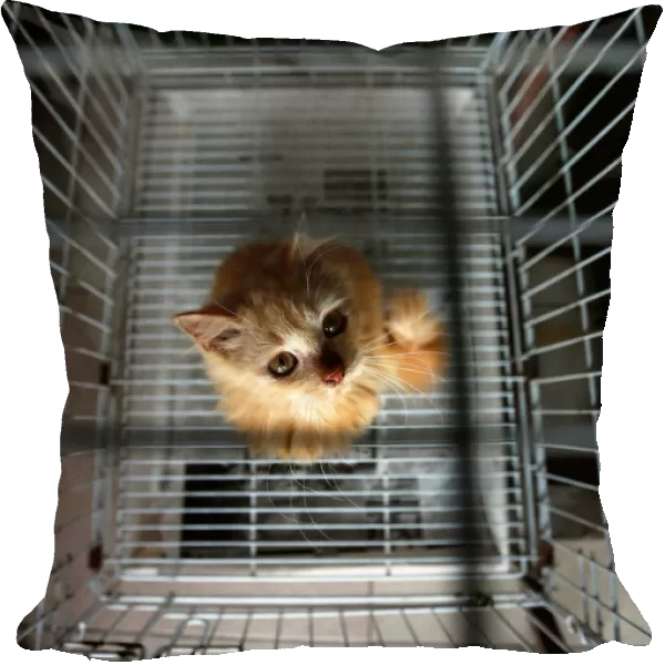 A cat for sale is seen in a cage at a pet shop in Colombo