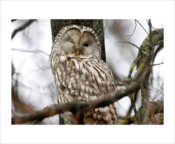 Ural owl (strix uralensis) rests on a tree branch in Minsk