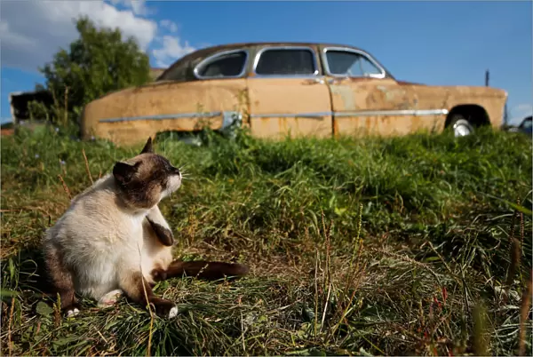 A cat sits in front of a retro car owned by retired mechanic Krasinets are displayed at