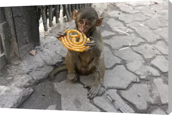 Musafir, a pet monkey, eats a Jalebi sweet on a pavement in Kolkata