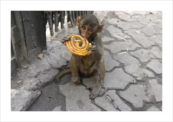 Musafir, a pet monkey, eats a Jalebi sweet on a pavement in Kolkata