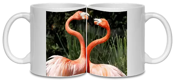 Pink flamingos frolic in their enclosure at the Madrid zoo