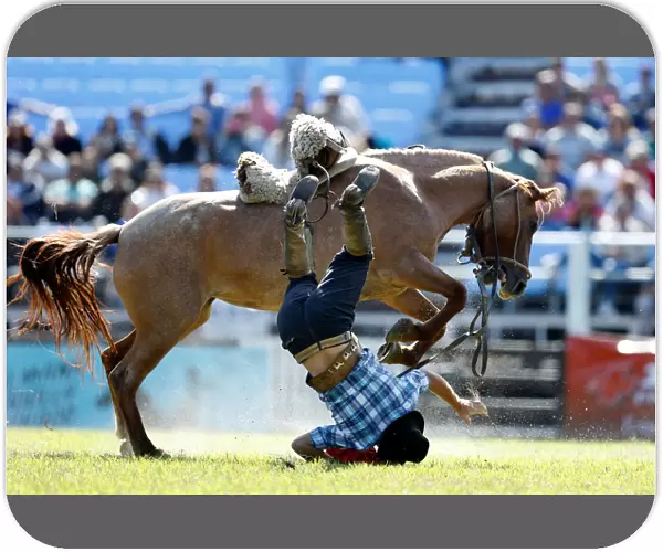 A gaucho is unseated by an untamed horse during the Creole week celebrations in