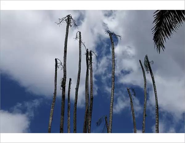 Dead palm trees are seen at the botanical garden in Caracas