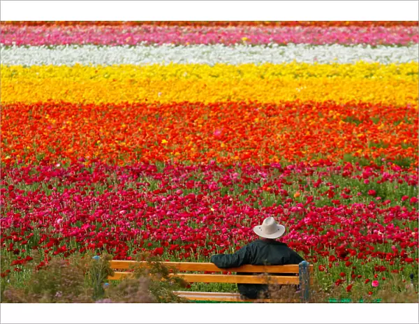 A visitor looks at the Flower Fields at Carlsbad Ranch as he enjoys nearly 50 acres of