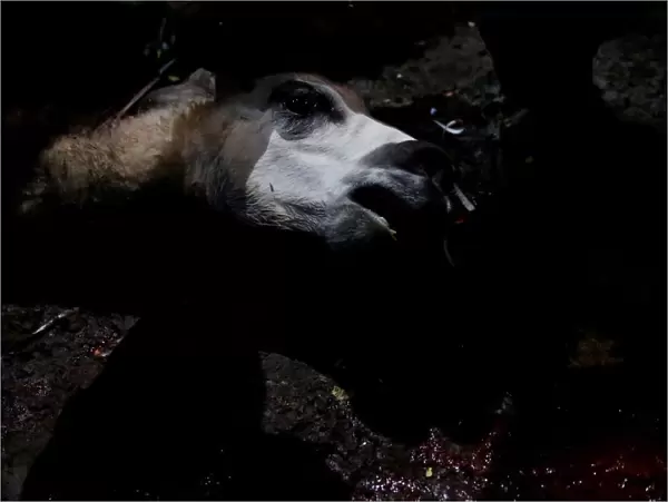 A dead Llama is seen during a ceremony to bless the mine by offering animal sacrifice as