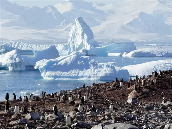 The Wider Image: Journey to Antarctica: seals, penguins and glacial beauty