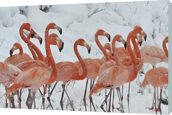Snow falls on a flock of flamingos standing on a snow-covered field at a wildlife zoo in