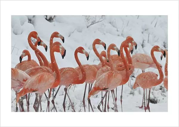 Snow falls on a flock of flamingos standing on a snow-covered field at a wildlife zoo in
