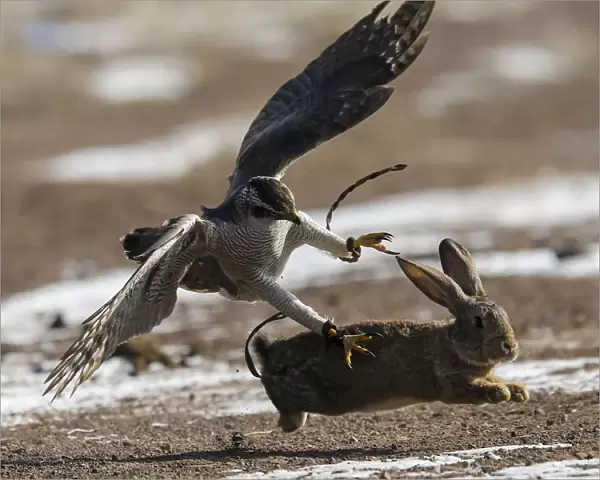 A tamed hawk attacks a rabbit during the traditional hunting contest outside the village