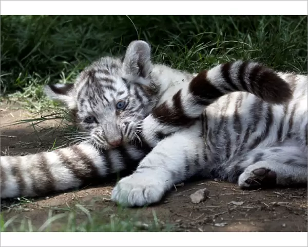 A two-month old Bengal tiger cub is seen with the mother at Huachipa zoo in Lima