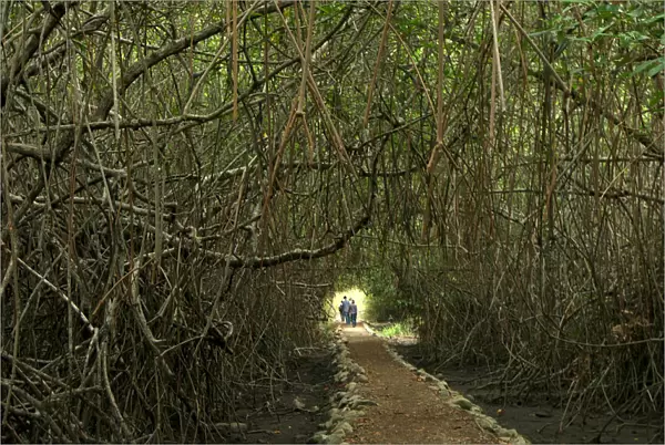 Red mangroves are seen at the Churute Mangroves Ecological Reserve in Guayaquil