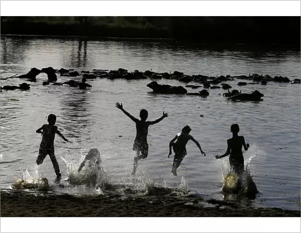 Iraqi boys swim with water buffaloes in the Euphrates river in Najaf