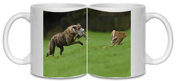 A greyhound chases a hare during a hare coursing meeting in Abbeyfeale