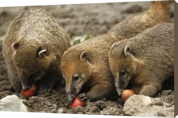 Ring-tailed coatis eat Easter eggs in the Zagreb Zoo