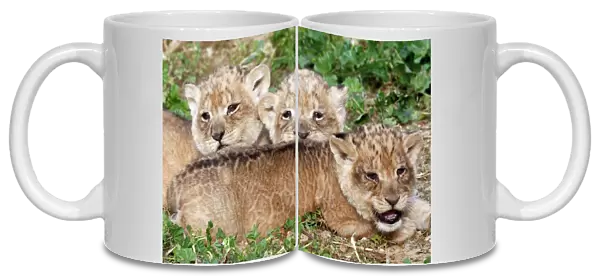 One-month-old lion cubs lie together at the Ramat Gan Safari