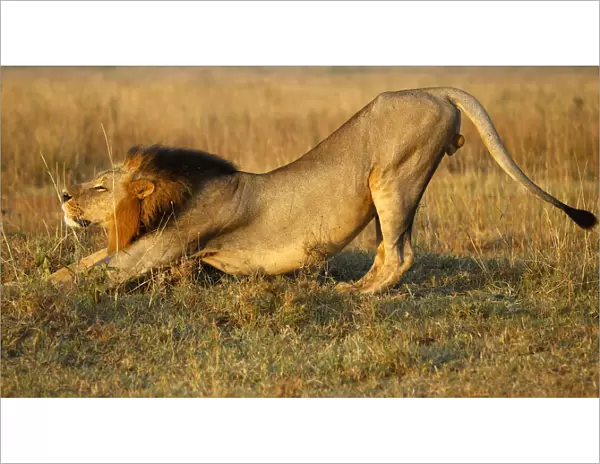 A lion stretches early morning at Nairobis National Park