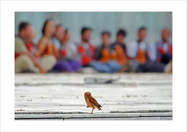 An owl perches in front of Greenpeace activists who were arrested in Brasilia